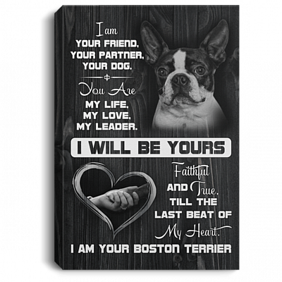 Boston Terrier I Am Your Friend Your Partner Your Dog Gallery Wrapped Framed Canvas Prints - Unframed Poster