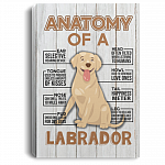 Anatomy of a Labrador Retriever Gallery Wrapped Framed Canvas Prints - Unframed Poster - Home Decor Wall Art, White, 0.75'' Framed Canvas