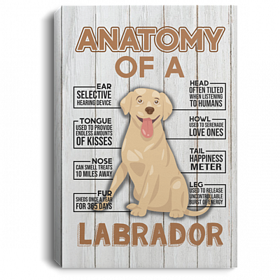 Anatomy of a Labrador Retriever Gallery Wrapped Framed Canvas Prints - Unframed Poster - Home Decor Wall Art, White, 0.75'' Framed Canvas