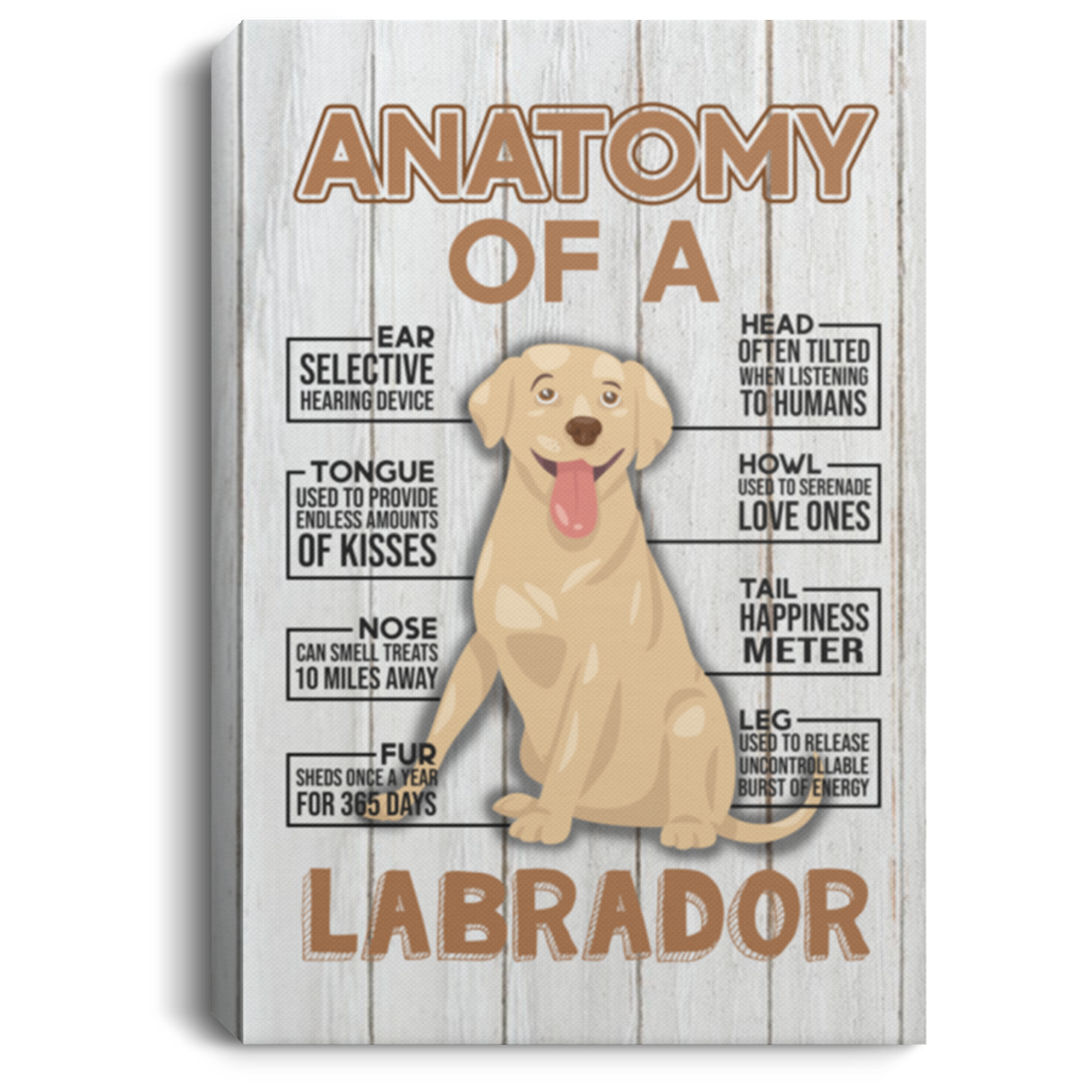 Anatomy of a Labrador Retriever Gallery Wrapped Framed Canvas Prints - Unframed Poster - Home Decor Wall Art, White, 0.75'' Framed Canvas