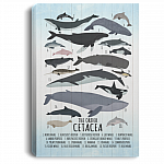 Whale Wall Decor Nursery Gallery Wrapped Framed Canvas - The Order Cetacea Unframed Poster, White, 0.75'' Framed Canvas