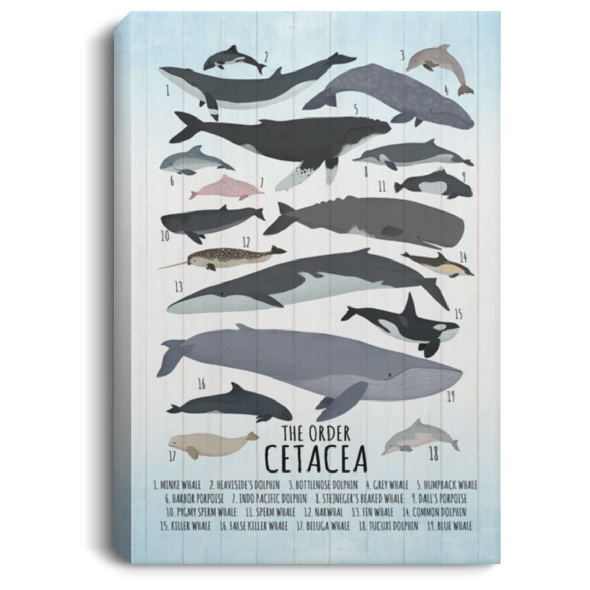 Whale Wall Decor Nursery Gallery Wrapped Framed Canvas - The Order Cetacea Unframed Poster, White, 0.75'' Framed Canvas
