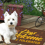 6BN. Dogs Welcome West Highland White Terrier Doormat Mockup